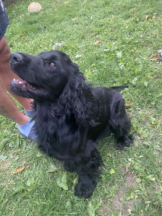 Cocker  spaniel angielski