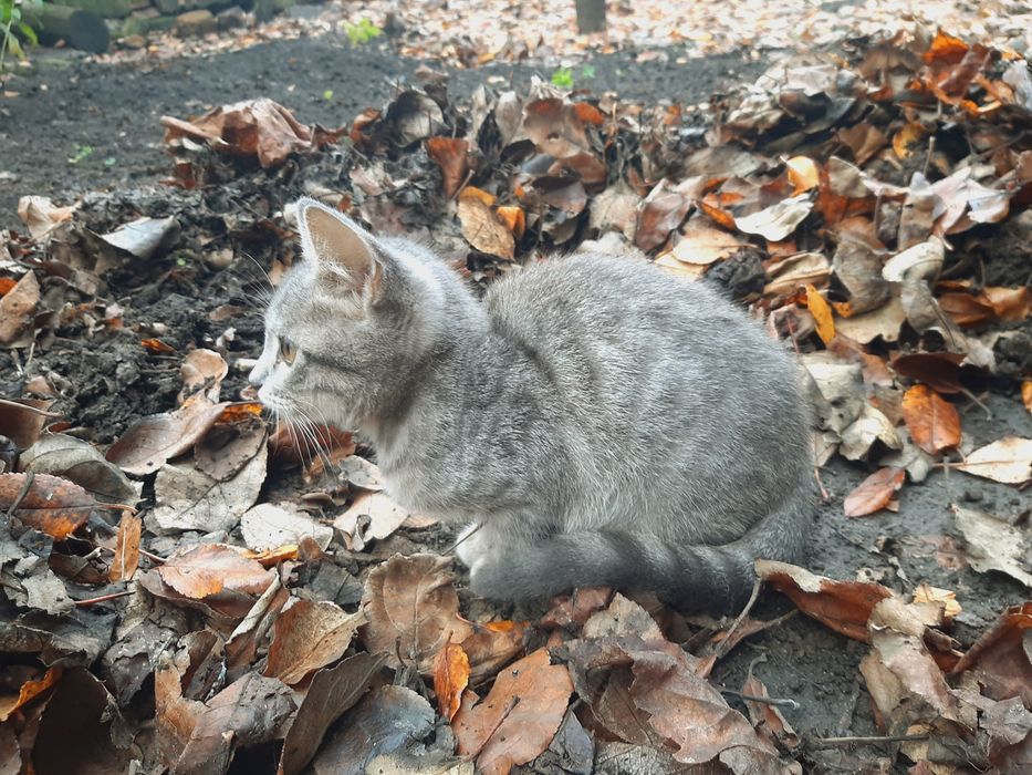 Отдам в хорошие руки. Бесплатно