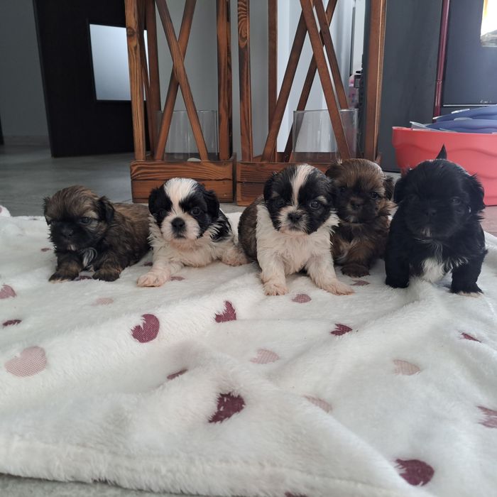Szczeniaczki Shih tzu Pieski