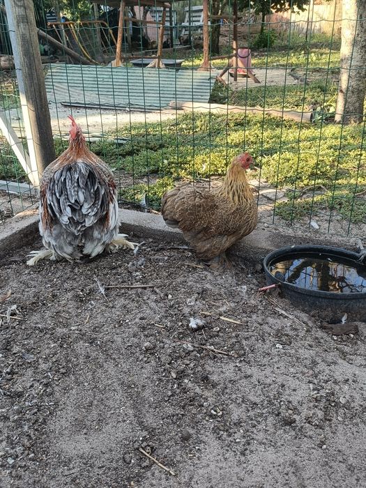 Casal de Pekin Adulto