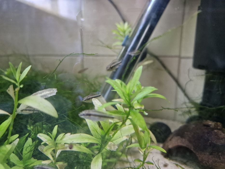 Peixe Kribensis juvenil