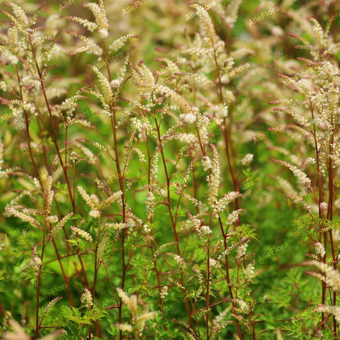 Parzydło blekolistne Miniaturka (Aruncus aethusifolius) Doniczka 1.0L
