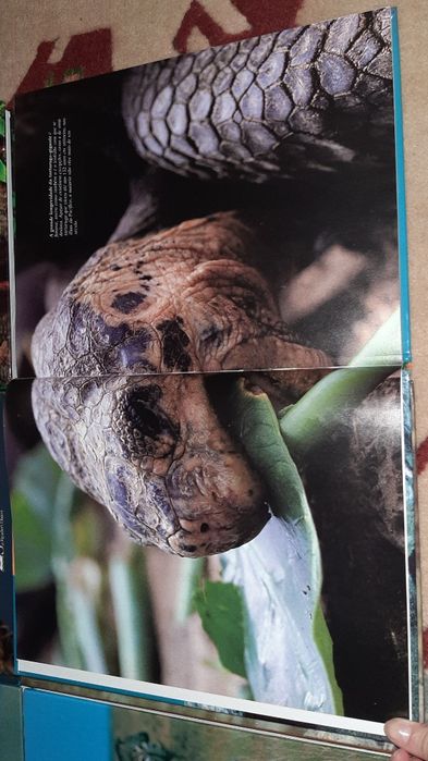 Coleção Vida Selvagem