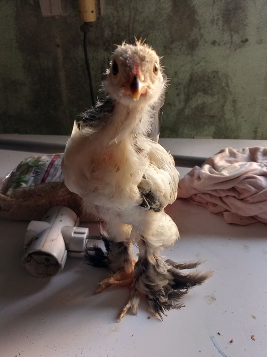 3 machos para mudar de capoeiro e alguns pintos.