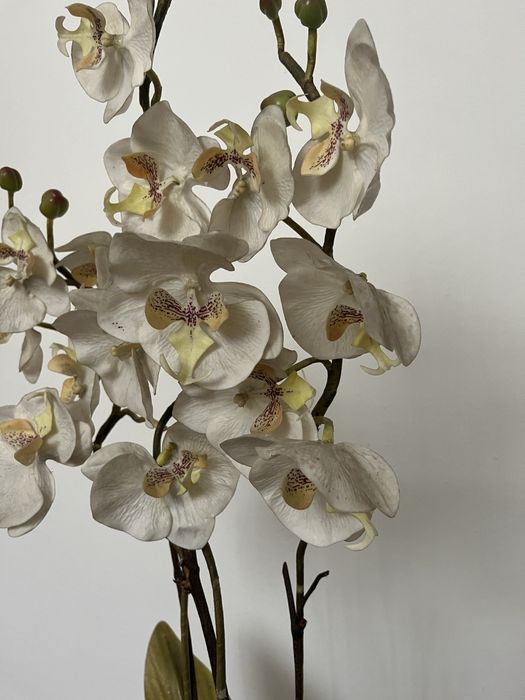 Orquídea loja do gato preto