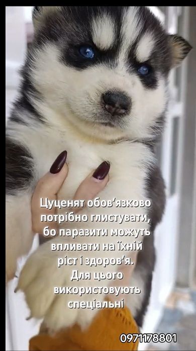 Хлопчик та дівчатка сибірські хаски, блакитні очі