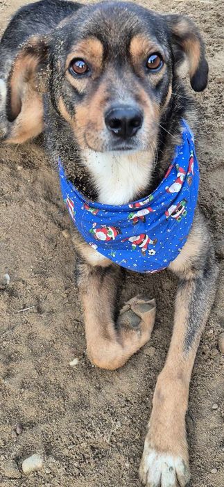 Piesek około 3 lata