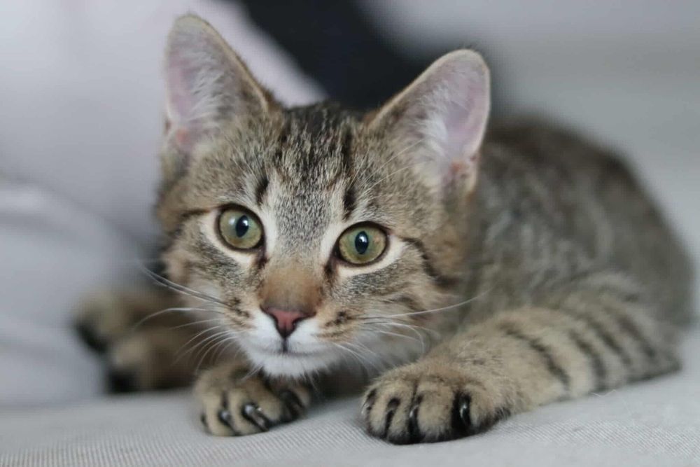 Szaraczek i Lisek - urocze maluchy szukają wspólnego domu