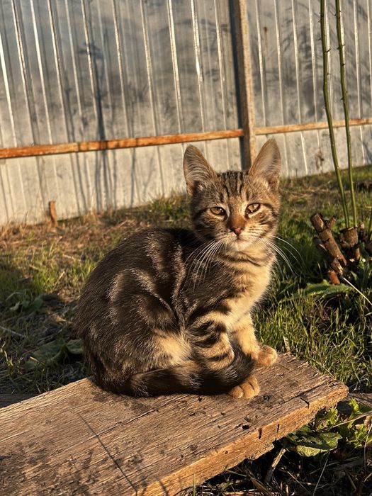 Віддам кошенят 3 місяці