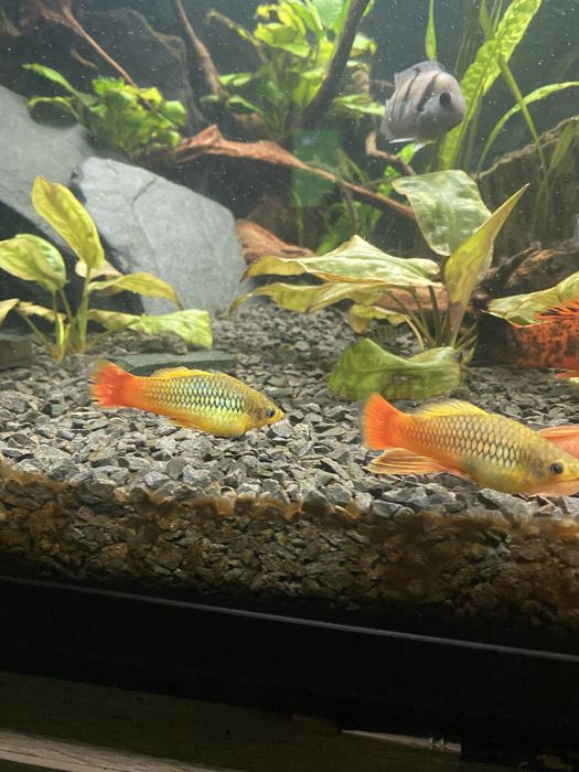 Zmienniak wielobarwny Variatus Multicolor- Platka Łódź Polesie • OLX.pl