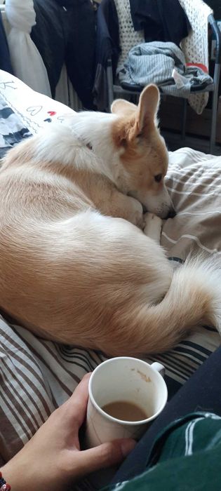 Zaginąl pies - Bedargowo i okolice