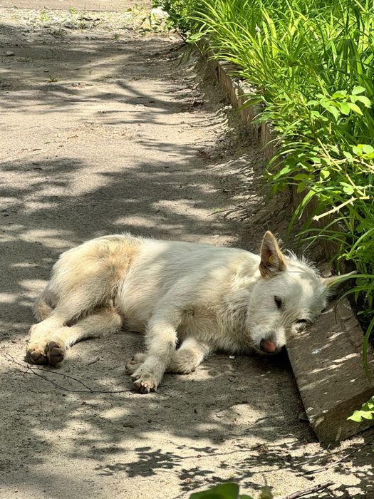 Шукає дім хлопчик білого кольору