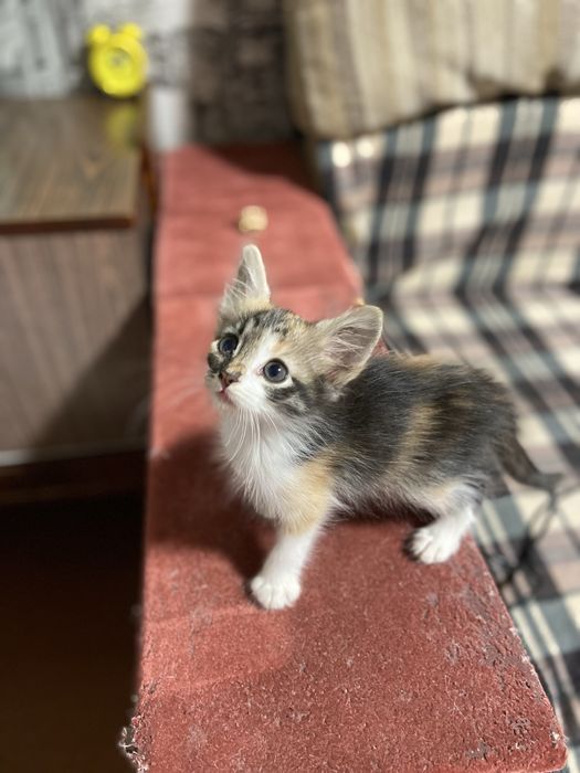 Котята безкоштовно