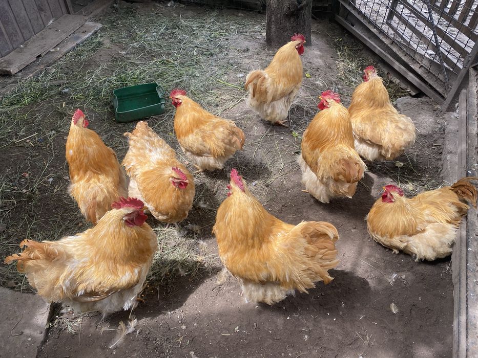 Продам півні  є вибір