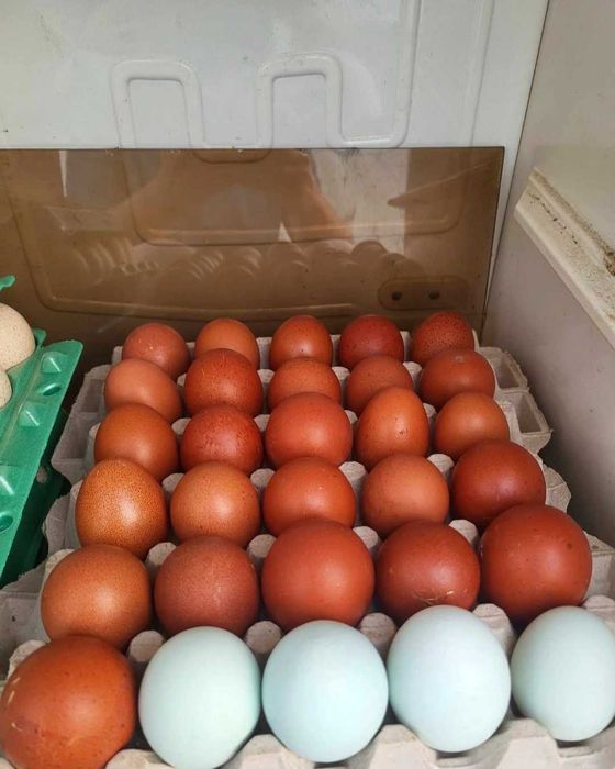 kury Marans green shell