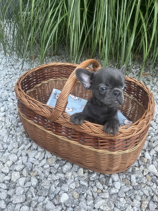 Buldog francuski piesek blue