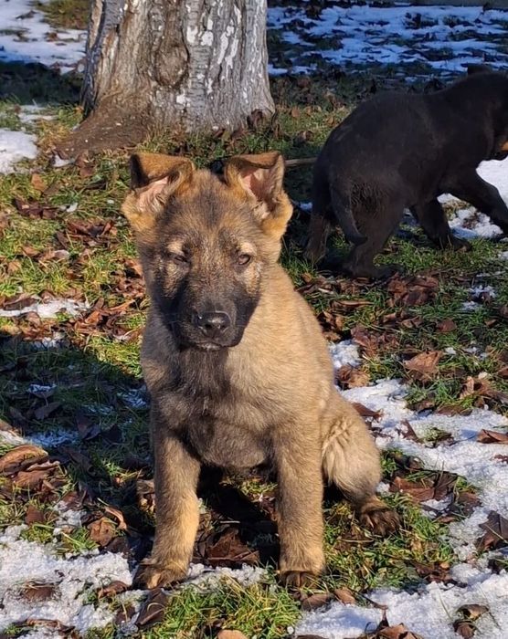 Owczarek niemiecki krótkowłosy wilczasty linia użytkowa, rodzice FCI