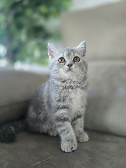 Gatinha Scottish Straight, Silver Tabby