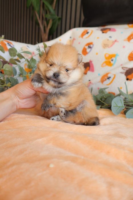 Lulu da Pomerânia.  Mini. Pedigree. Lop e Afixo Perfeito