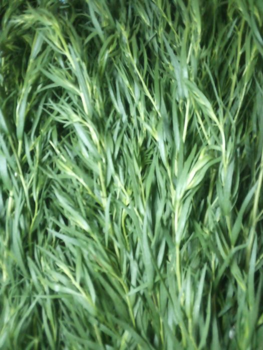 Тархун (эстрагон)