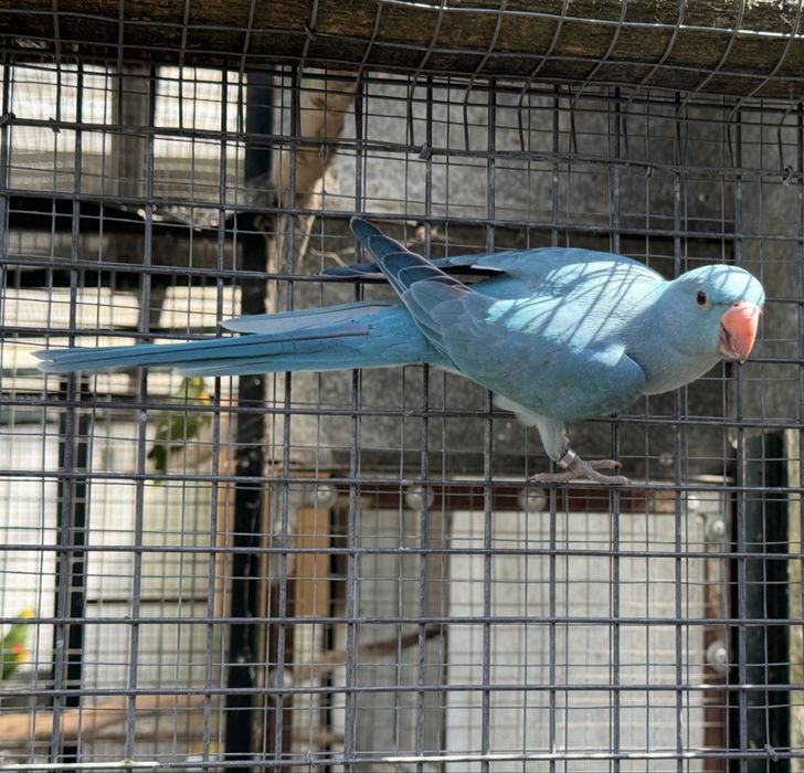 Ring Neck Azul/Cc 2026 Macho