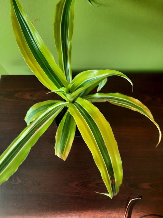 Dracena kwiatek doniczkowy