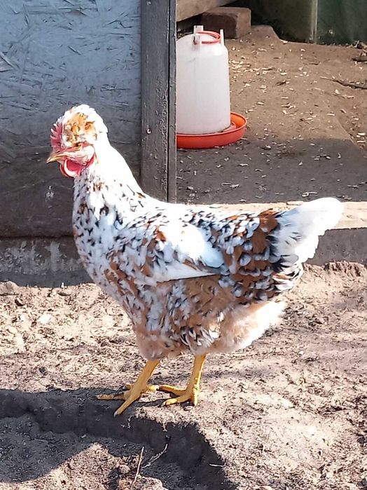 Jaja lęgowe czubatka Staropolska