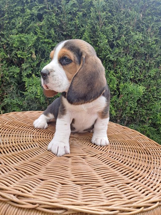 Śliczny piesek beagle z rodowodem.
