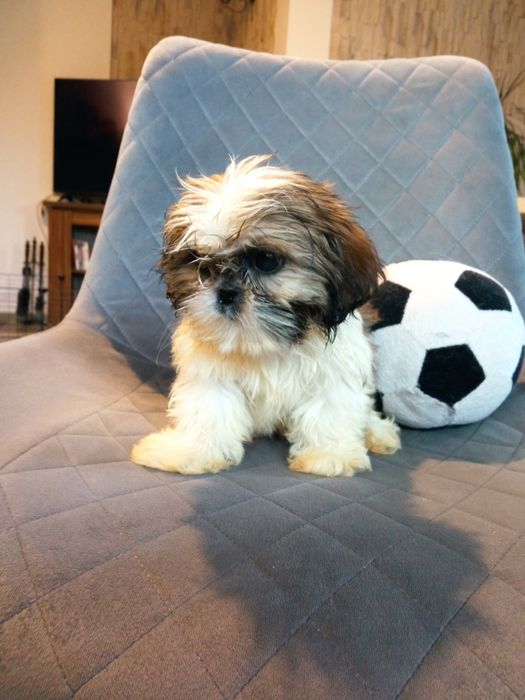 Shih-tzu mini suczka