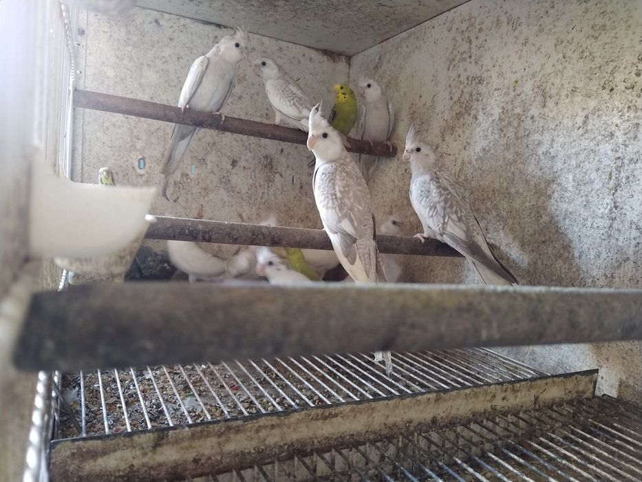 Caturras Pérola Canela Face Branca e Albina