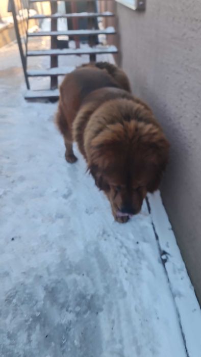 Тибетський мастиф