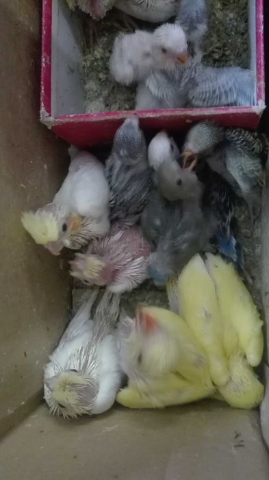 Vendo caturras meigas bebes