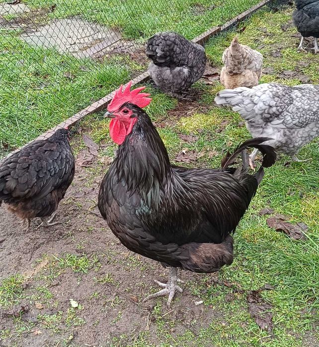 Kogut Australorp (czarny)