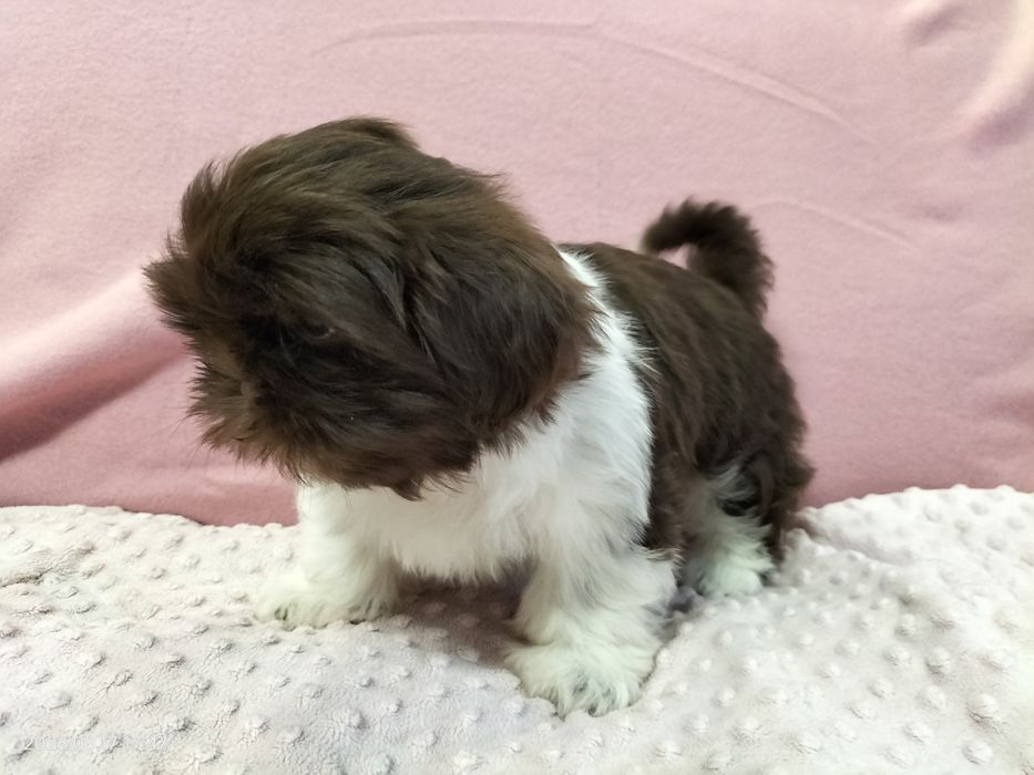 Piesek Shih tzu Rezerwacja