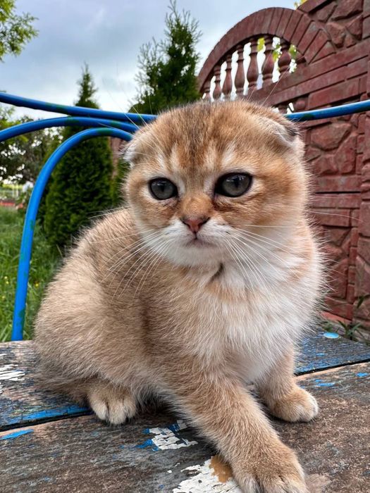 Продаемо чудових котенят !