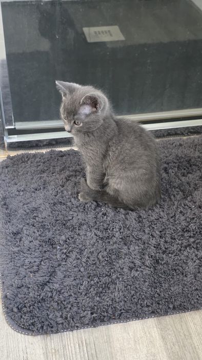 gatinho macho bebe para adocao