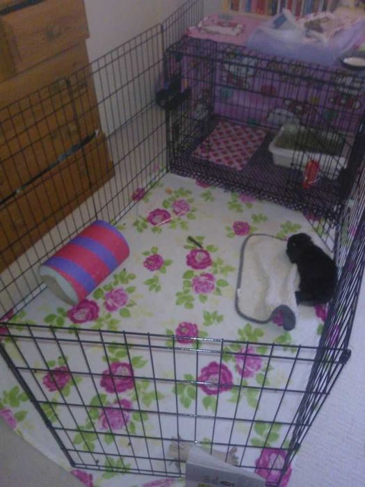 Манеж с дверкой клетка 180*60*76 клітка для собак щенков птиц 8 секций