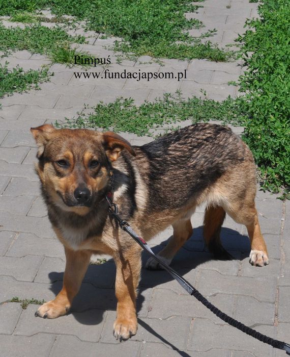 Pimpuś przyjacielski piesek do adopcji