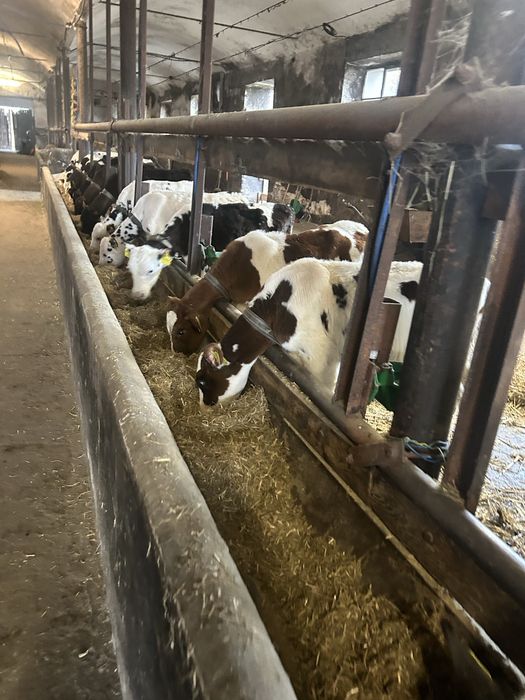 Cielaki Rasy Mieszanej 3 Miesięczne