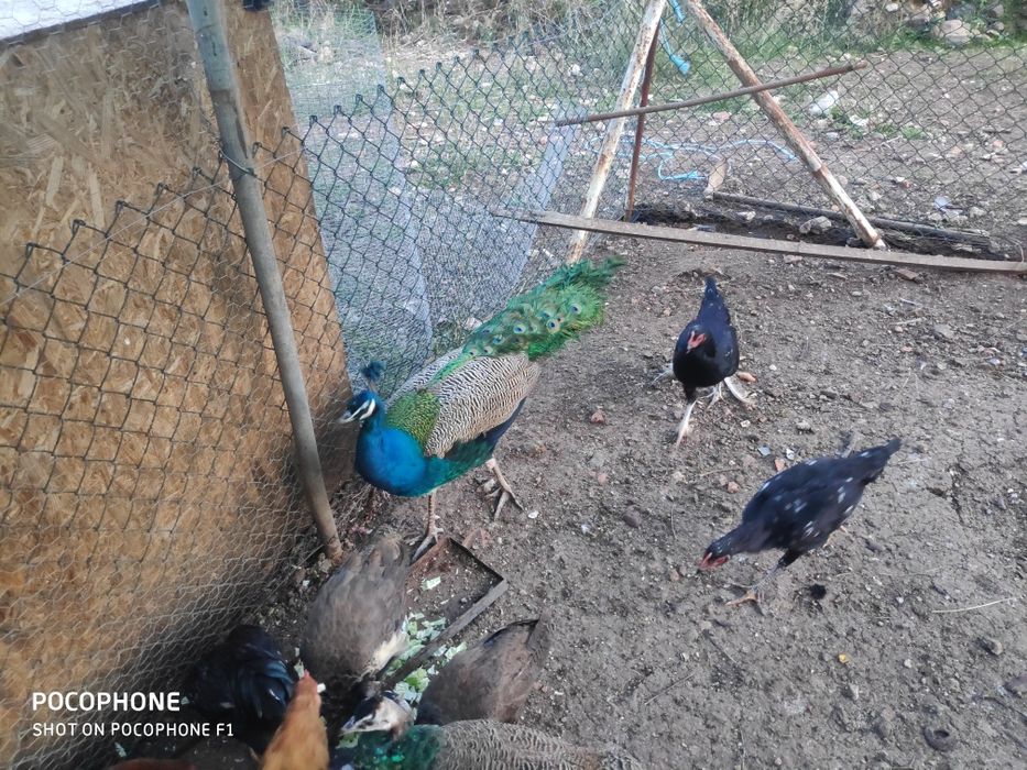 Pavões azuis nascidos em 2025