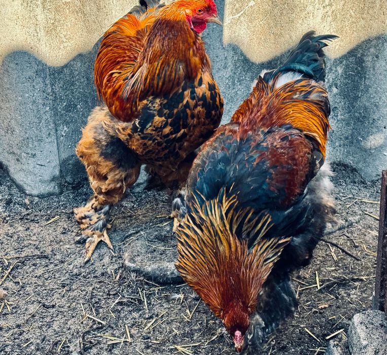 Продаються півні породи: кохінхін, брама та інкубаційне яйце.