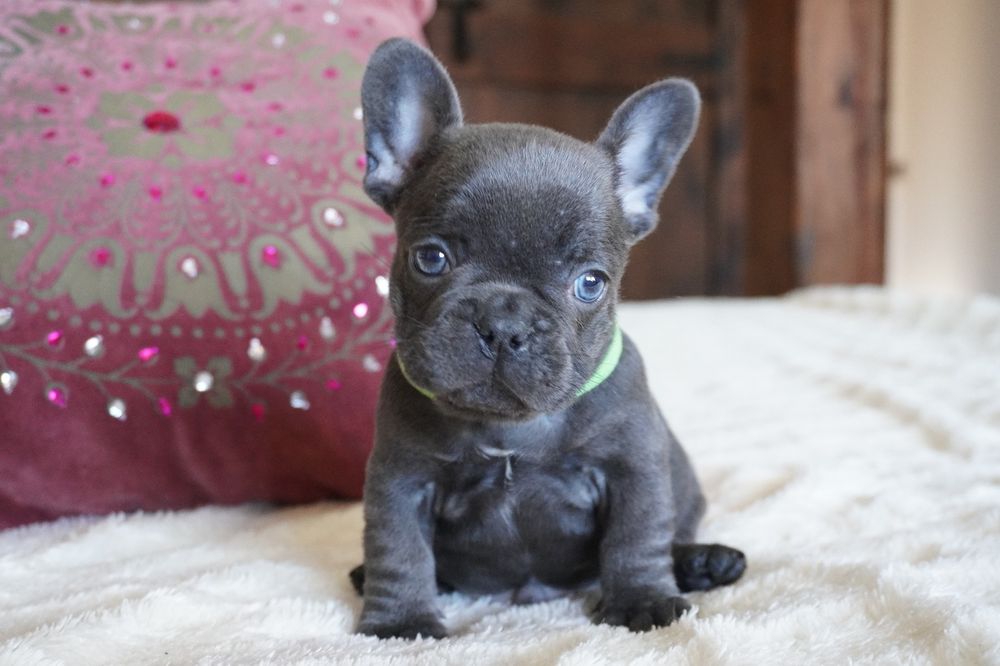 Bulldog francês porte pequeno