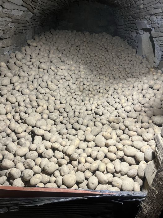 Ziemniaki jadalne Soraya