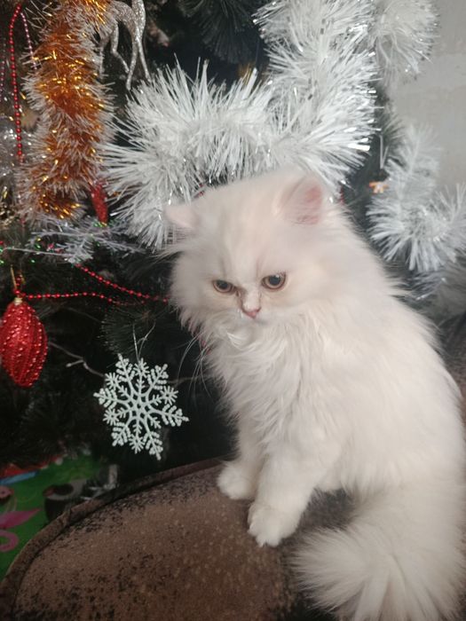 Персидкая шиншилла мальчик