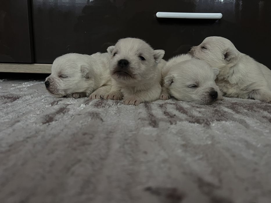 Хлопчики вестики