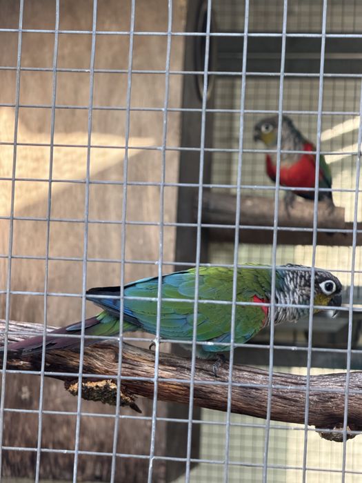 Casal de Perlatas