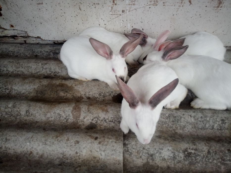 Кролі кролички мішаних порід