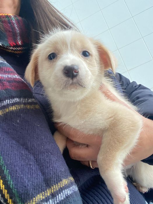 Cãezinhos para adoção