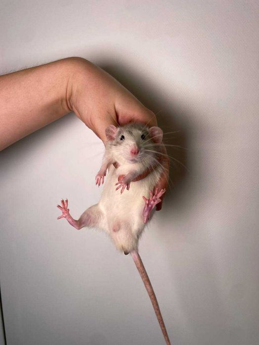 Крысята различных пород