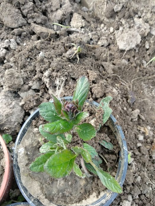 Dąbrówka 3 sadzonki